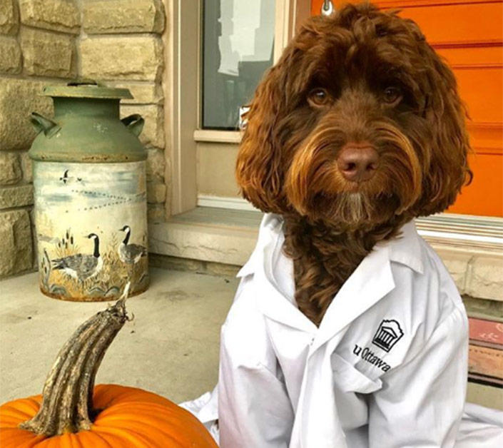 A dog wearing a uOttawa lab coat sits next to a pumpkin.
