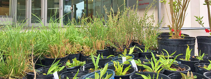 Un assortiment de plantes et d’arbustes en pot attendent devant l’entrée principale du Carrefour des apprentissages. 