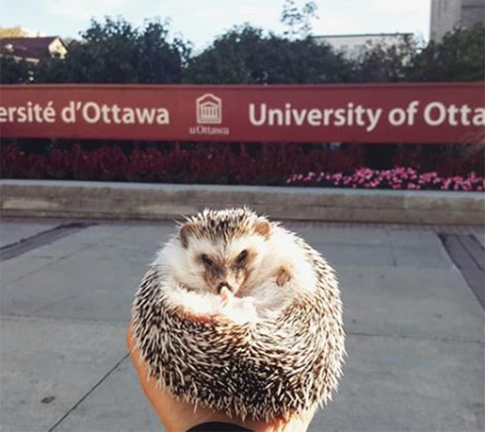 A hedgehog, curled up in a person’s hand, in the foreground, with a University of Ottawa sign in the background.