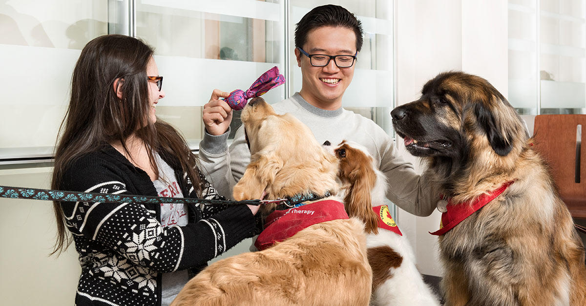 Deux étudiants jouent avec trois chiens.