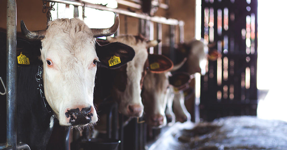 Des vaches dans une grange.