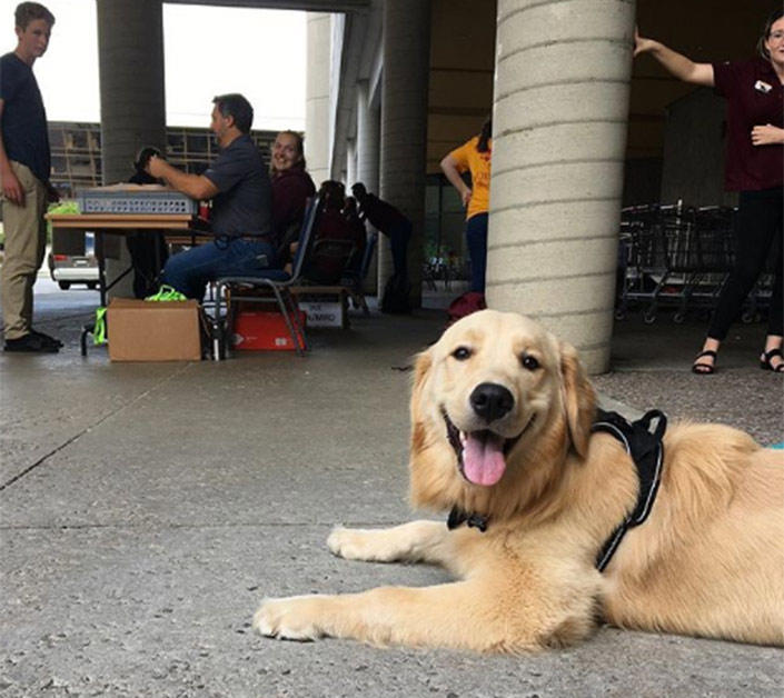 A dog lying down outside Marchand residence.