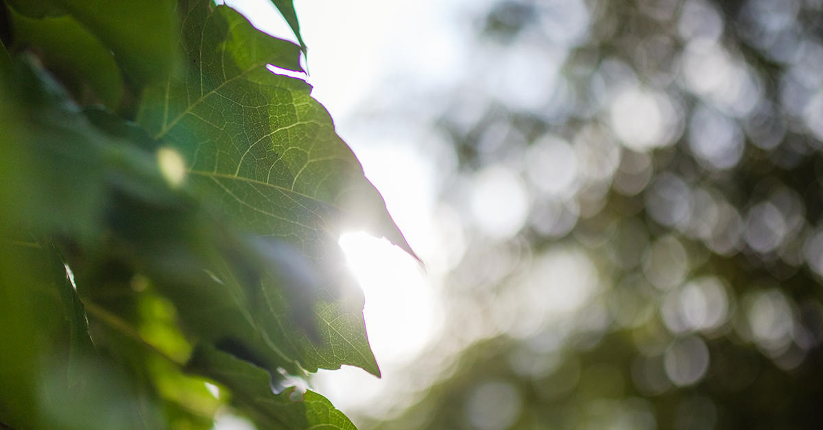 la lumière du soleil brille à travers le gros plan de lierre sur un mur