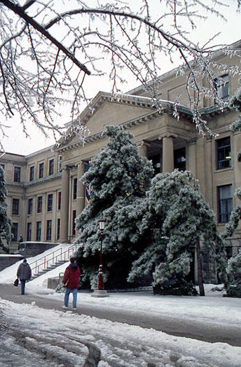 Des arbres ploient sous la glace devant le pavillon Tabaret.