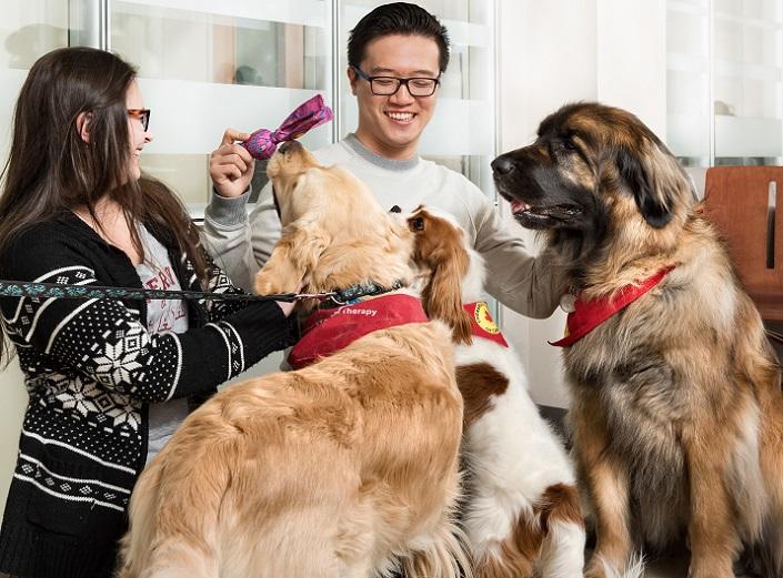 Une femme et un homme jouent avec trois chiens.